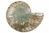 Cut & Polished Ammonite Fossil (Half) - Madagascar #354177-1